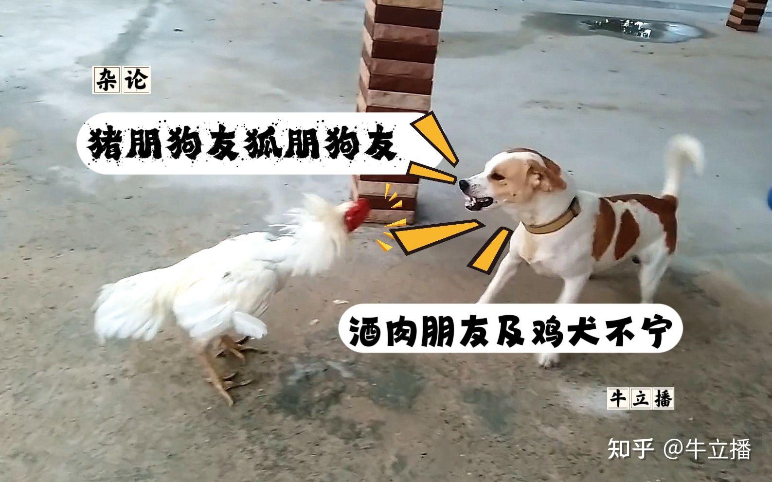 鸡犬不宁打一生肖动物 ,收益成语分析落实_百度地图导航版 v18.10.0