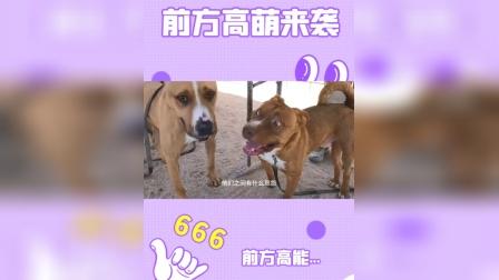 鸡犬不宁打一生肖动物 ,收益成语分析落实_有朋 v3.3.0