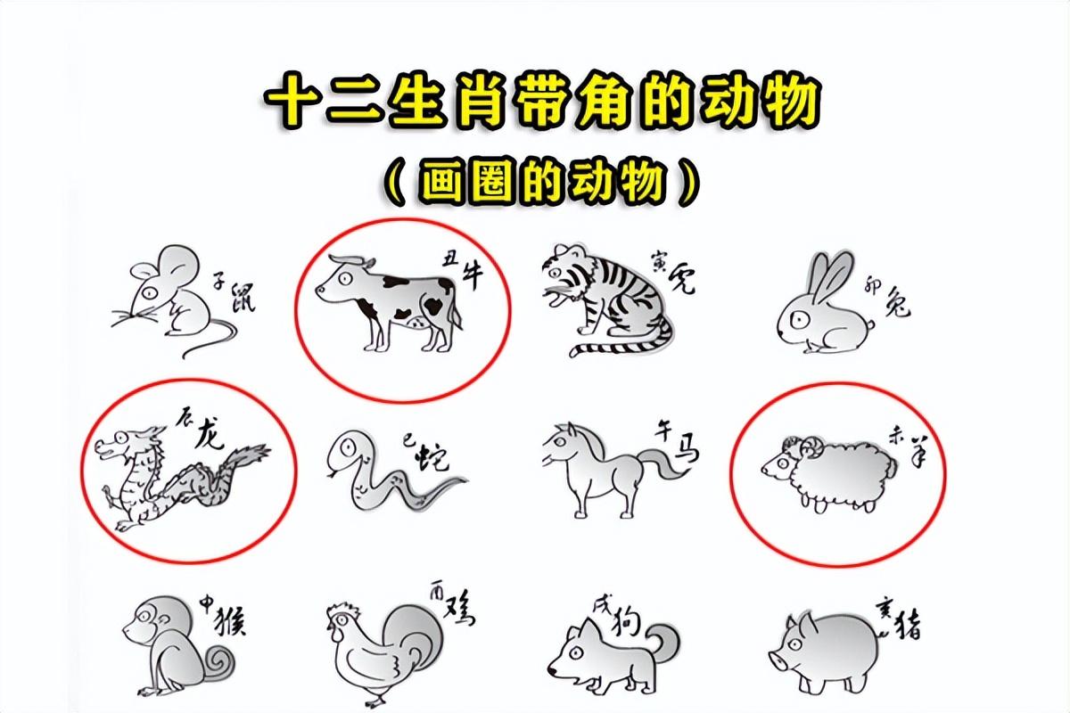 猪狗不如打一生肖动物的简单介绍，淘宝直播 v5.10.0