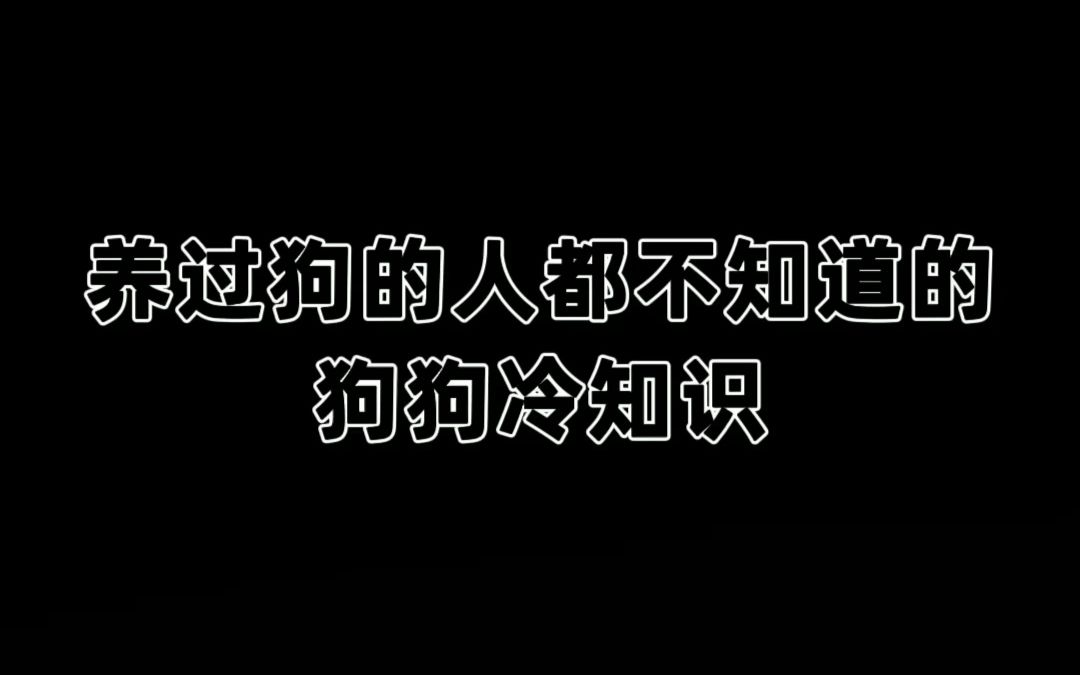 狗眼看人低打一生肖动物 ,收益成语分析落实_混沌大学 v5.3.0