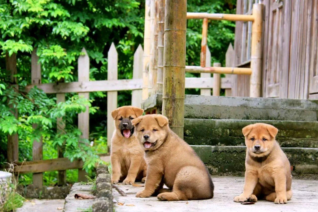 鸡犬相闻打一生肖动物 ,收益成语分析落实_同花顺股票交易软件 v11.41.0