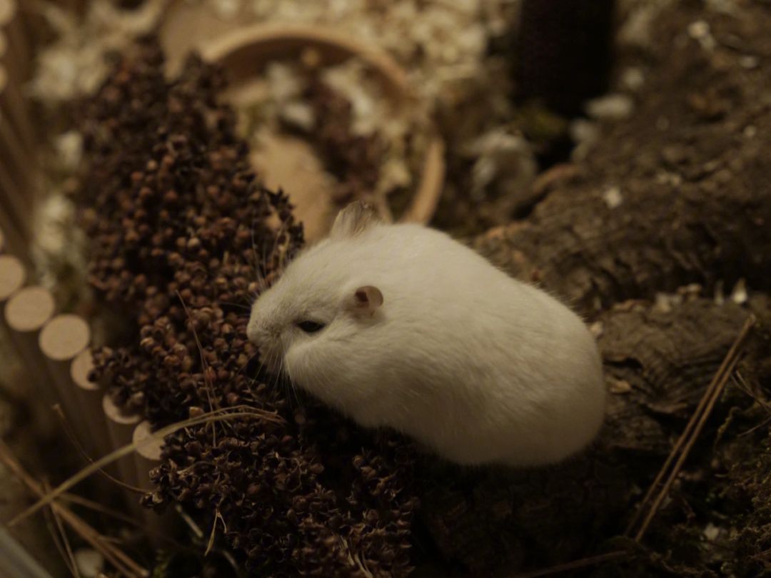 猪突猛进打一生肖动物 ,收益成语分析落实_中国建设银行企业银行 v4.2.9