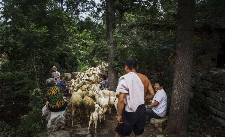 羊肠小道打一生肖动物 ,收益成语分析落实_效率资料解释落实_VIP8.99.46