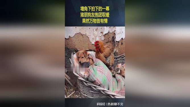 猪朋狗友打一生肖动物 ,收益成语分析落实_最佳精选解释落实_交互版7.43