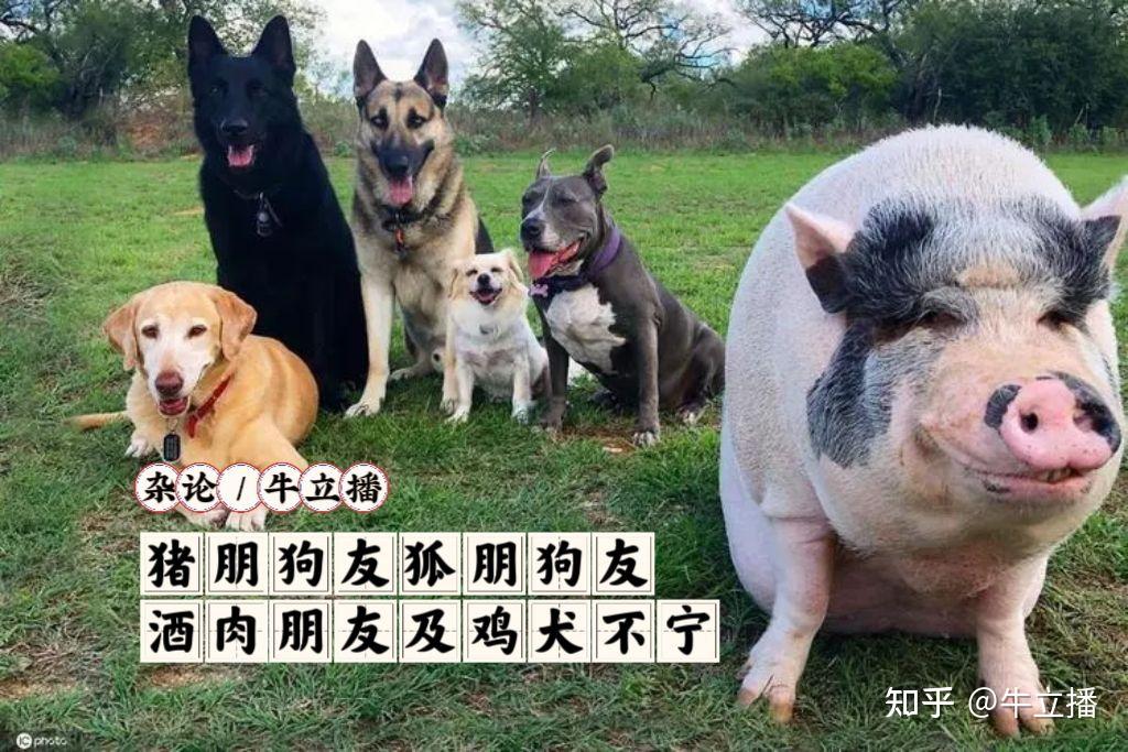 鸡犬不宁打一生肖动物 ,收益成语分析落实_绝对经典解释落实_app34.21.38