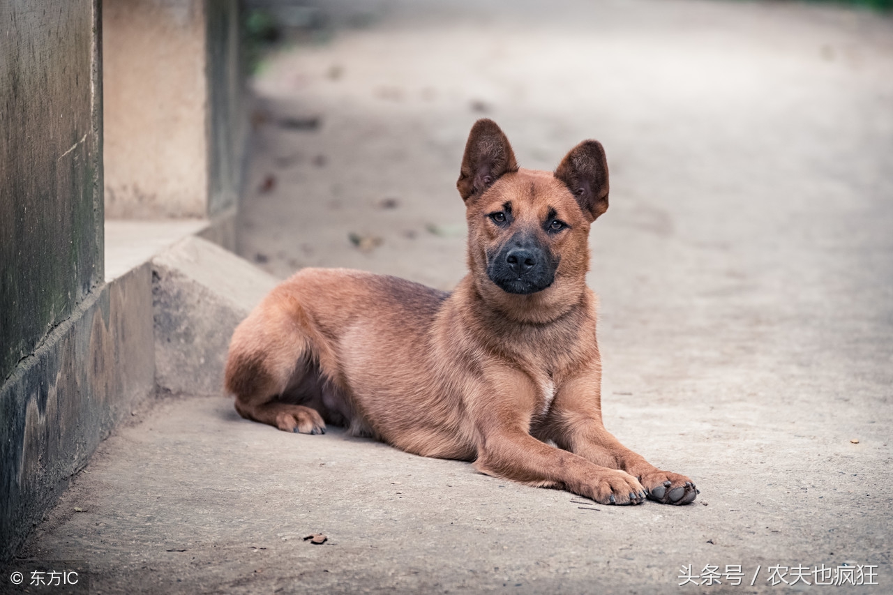 猪狗不食打一生肖动物 ,收益成语分析落实_动态词语解释落实_黄金版1.293